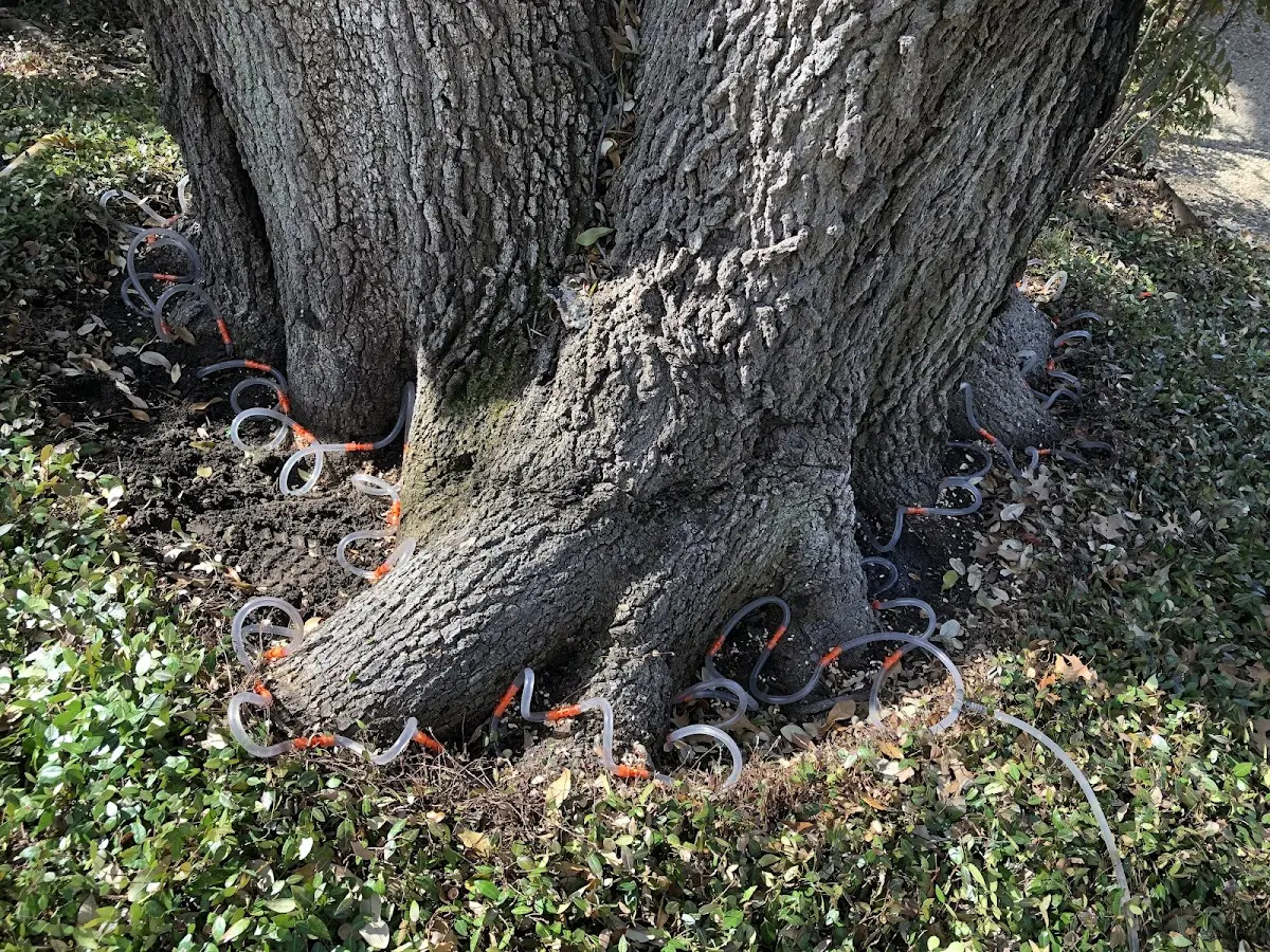 Detailed Tree Cabling and Bracing job site in Mineville