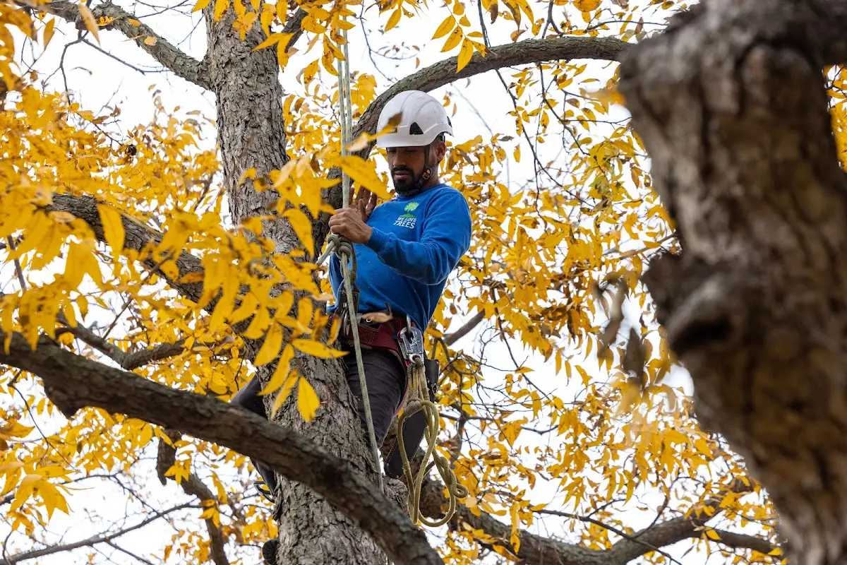 Skilled Tree Pruning crew working in Mineville