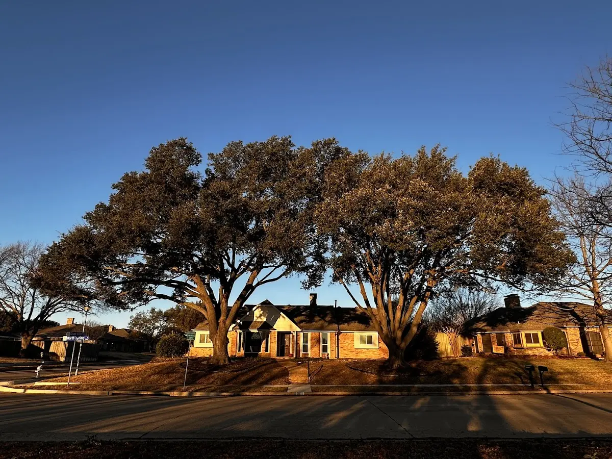 Established residential canopy tree shading a home in Mineville